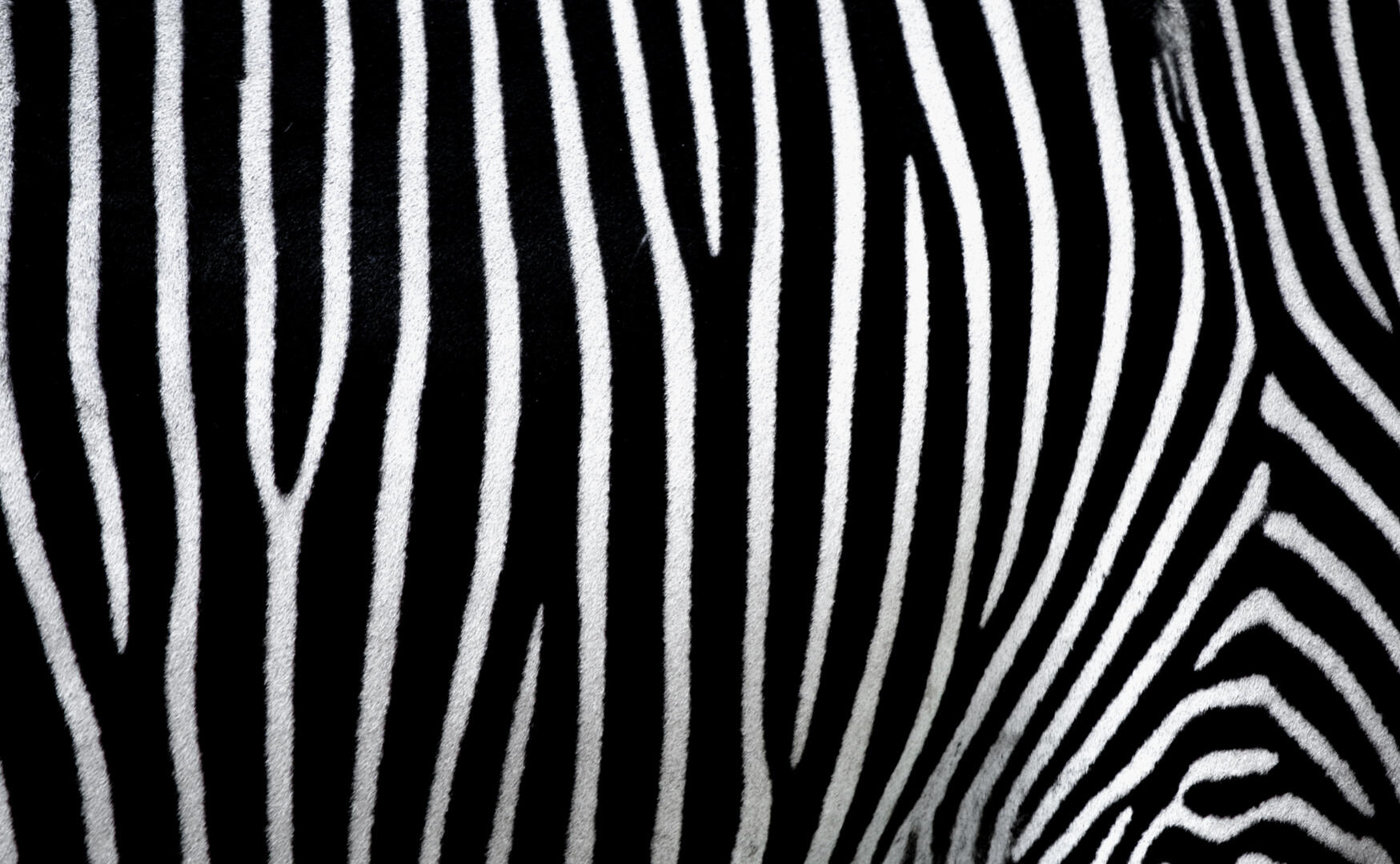 Dazzle of Zebra Dazzle of Zebra